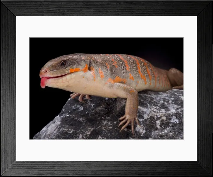 Framed Print : Algerian skink, Eumeces algeriensis Framed Print : Algerian skink, Eumeces algeriensis