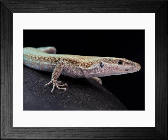 Framed Print : Pelasgian Rock Lizard, Anatololacerta pelasgiana Framed Print : Pelasgian Rock Lizard, Anatololacerta pelasgiana