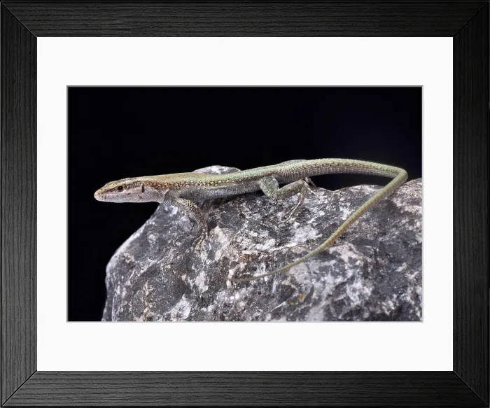 Framed Print : Pelasgian Rock Lizard, Anatololacerta pelasgiana Framed Print : Pelasgian Rock Lizard, Anatololacerta pelasgiana