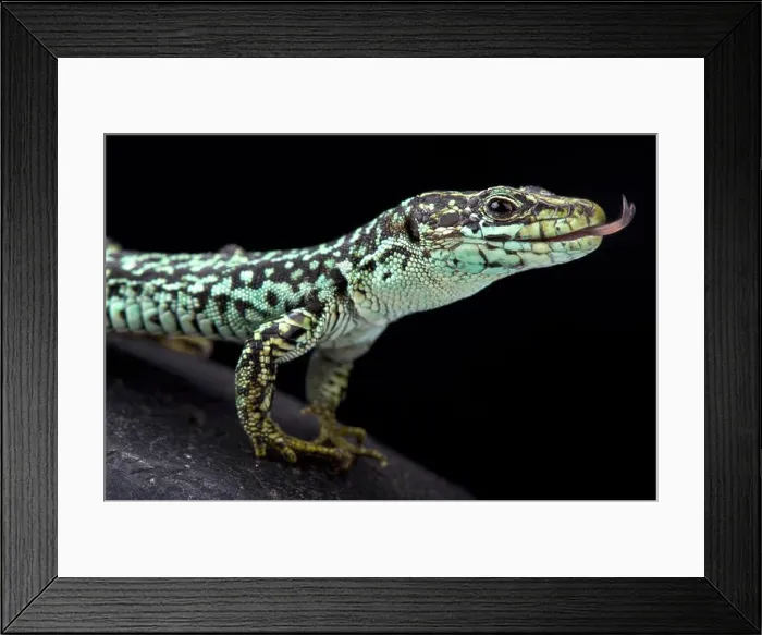 Framed Print : Cyren's rock lizard, Iberolacerta cyreni cyreni Framed Print : Cyren's rock lizard, Iberolacerta cyreni cyreni