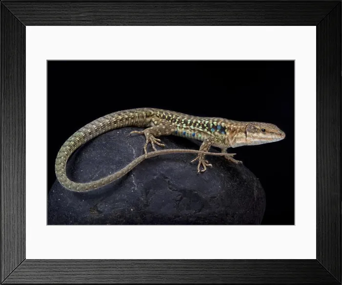 Framed Print : Tyrrhenian wall lizard, Podarcis tiliguerta tiliguerta Framed Print : Tyrrhenian wall lizard, Podarcis tiliguerta tiliguerta