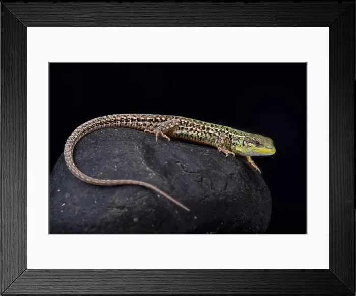 Framed Print : Balkan wall lizard, Podarcis tauricus tauricus