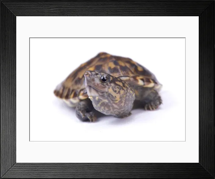 Framed Print : Narrow-bridged musk turtle, Staurotypus triporcatus Framed Print : Narrow-bridged musk turtle, Staurotypus triporcatus