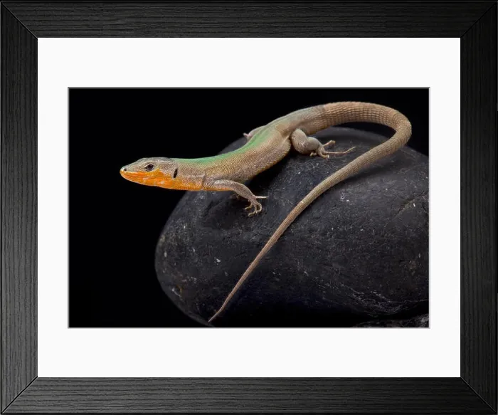 Framed Print : Dalmatian wall lizard, Podarcis melisellensis fiumana Framed Print : Dalmatian wall lizard, Podarcis melisellensis fiumana