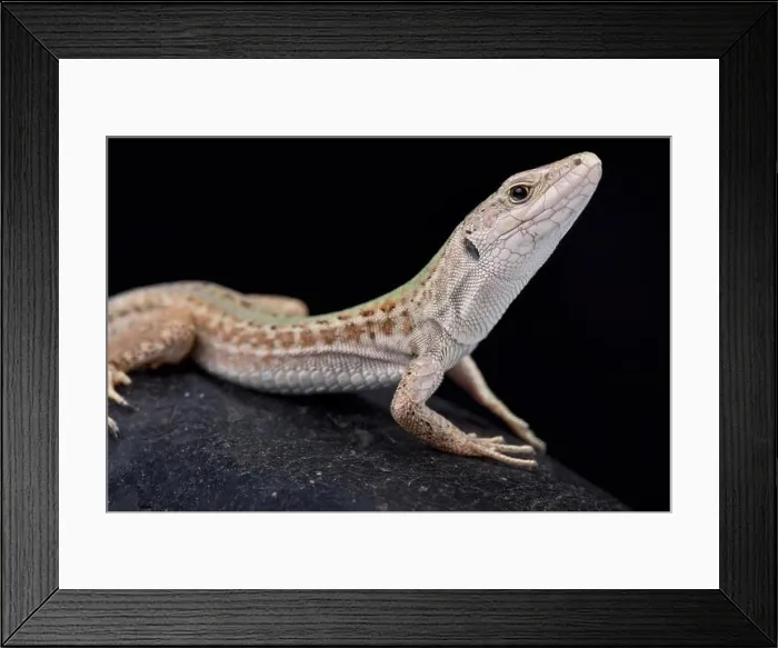 Framed Print : Italian wall lizard, Podarcis sicula campestris Framed Print : Italian wall lizard, Podarcis sicula campestris