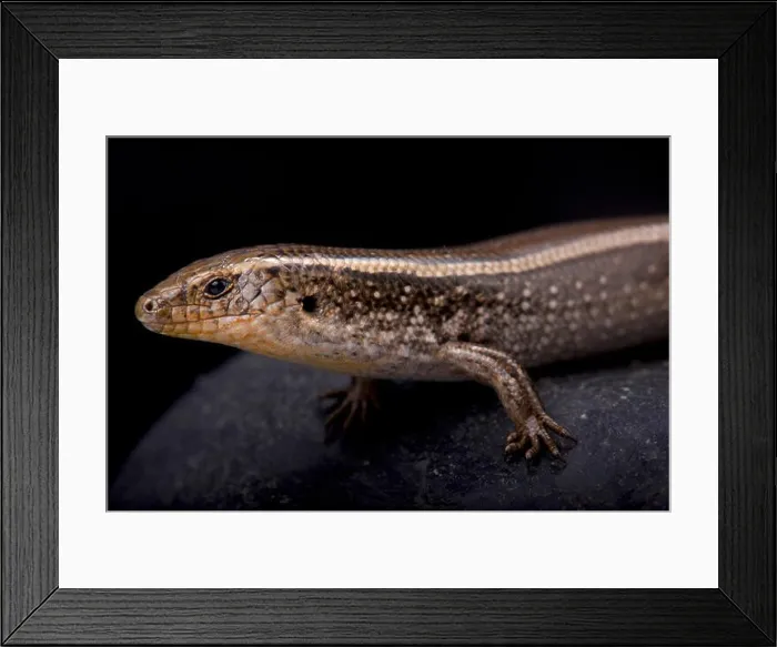 Framed Print : western three-toed skink, Chalcides striatus Framed Print : western three-toed skink, Chalcides striatus