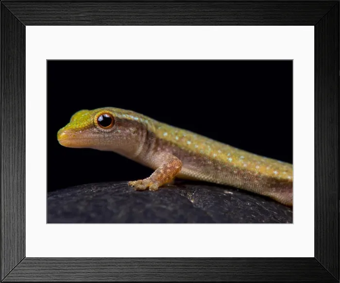 Framed Print : Fischer's Dwarf Gecko, Lygodactylus fischeri Framed Print : Fischer's Dwarf Gecko, Lygodactylus fischeri