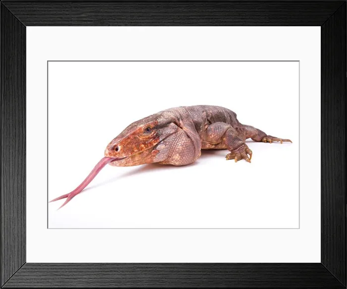 Framed Print : Argentine red tegu, Tupinambis rufescens Framed Print : Argentine red tegu, Tupinambis rufescens