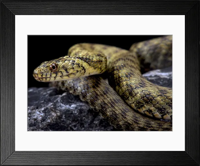 Framed Print : Dice snake, Natrix tessellata Framed Print : Dice snake, Natrix tessellata