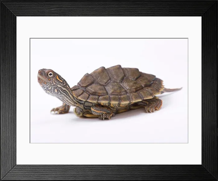 Framed Print : Texas map turtle, Graptemys versa Framed Print : Texas map turtle, Graptemys versa