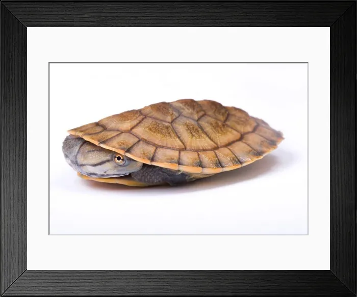 Framed Print : Geoffroy's side-necked turtle, Phrynops geoffroanus Framed Print : Geoffroy's side-necked turtle, Phrynops geoffroanus