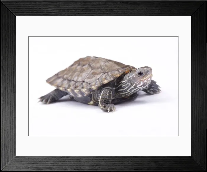 Framed Print : Balkan pond turtle, Mauremys rivulata Framed Print : Balkan pond turtle, Mauremys rivulata