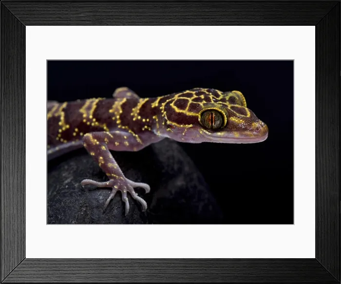 Framed Print : Doi Suthep Bent-toed gecko, Cyrtodactylus doisuthep Framed Print : Doi Suthep Bent-toed gecko, Cyrtodactylus doisuthep