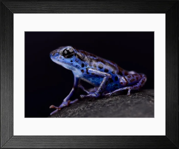 Framed Print : Blue strawberry dart frog, Oophaga pumilio Rio Colubre Framed Print : Blue strawberry dart frog, Oophaga pumilio Rio Colubre