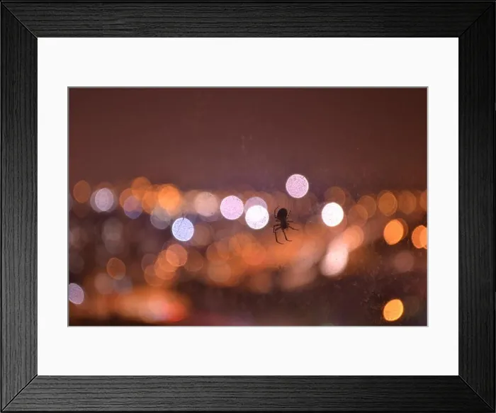 Framed Print : Small spider against out-of-focus city lights bokeh at night Framed Print : Small spider against out-of-focus city lights bokeh at night