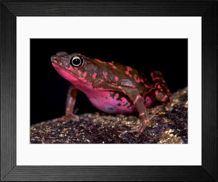 Framed Print : Purple harlequin Toad, Atelopus spumarius barbotini Framed Print : Purple harlequin Toad, Atelopus spumarius barbotini