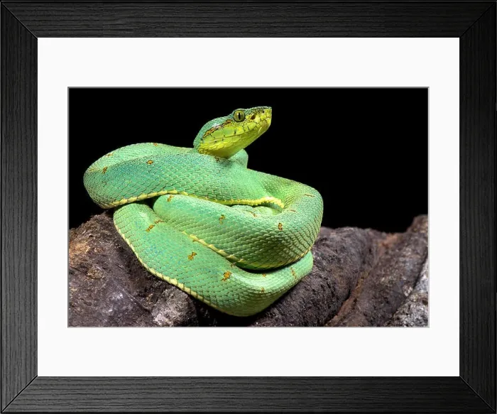 Framed Print : Amazonian palmviper, Bothrops bilineatus bilineatus Framed Print : Amazonian palmviper, Bothrops bilineatus bilineatus