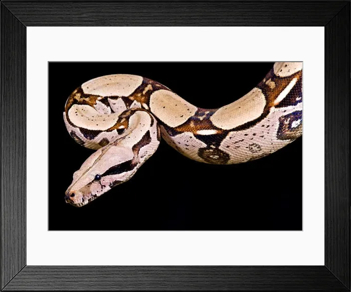 Framed Print : Red-tailed boa, Boa constrictor imperator Framed Print : Red-tailed boa, Boa constrictor imperator