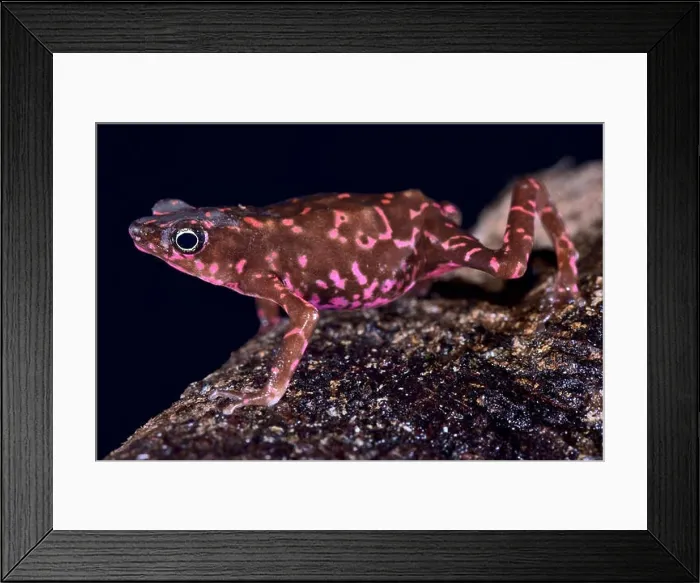Framed Print : Purple harlequin Toad, Atelopus spumarius barbotini Framed Print : Purple harlequin Toad, Atelopus spumarius barbotini