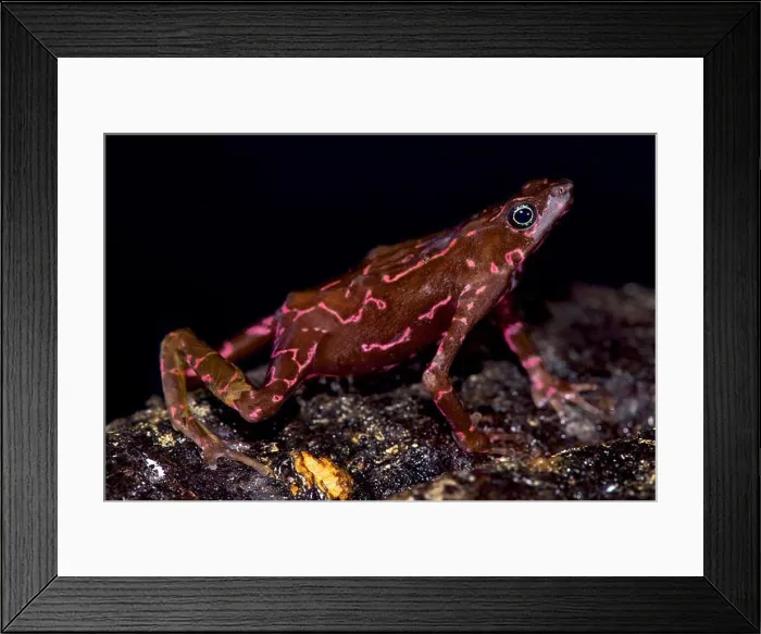 Framed Print : Purple harlequin Toad, Atelopus spumarius barbotini Framed Print : Purple harlequin Toad, Atelopus spumarius barbotini