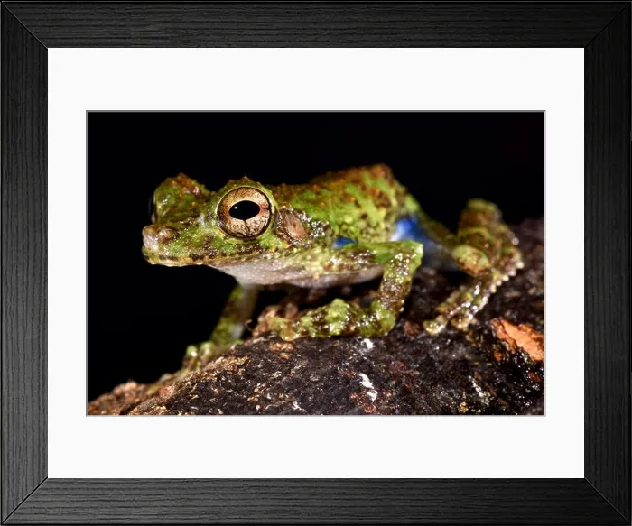Framed Print : Forest Bromeliad Treefrog, Osteocephalus cabrerai