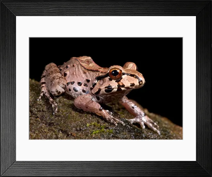 Framed Print : Knudsen's frog, Leptodactylus knudseni Framed Print : Knudsen's frog, Leptodactylus knudseni