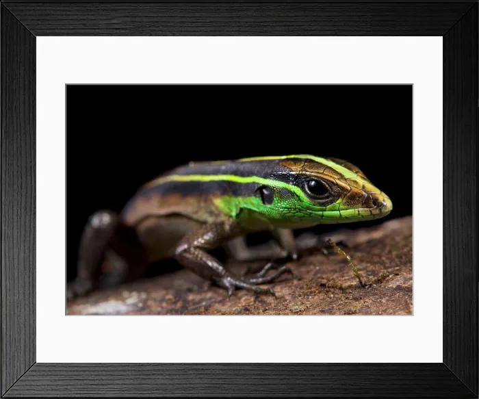 Framed Print : Striped forest whiptail, Kentropyx calcarata Framed Print : Striped forest whiptail, Kentropyx calcarata