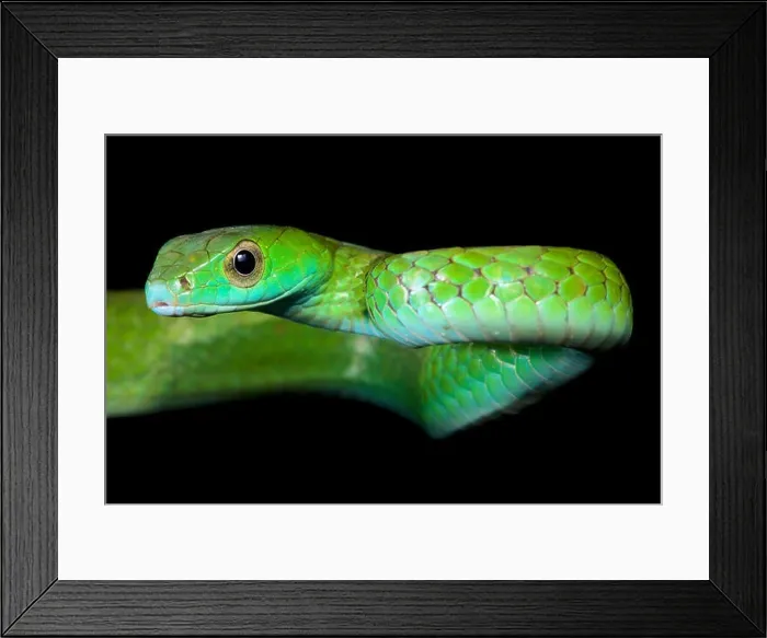 Framed Print : Smooth machete snake, Chironius scurrulus Framed Print : Smooth machete snake, Chironius scurrulus