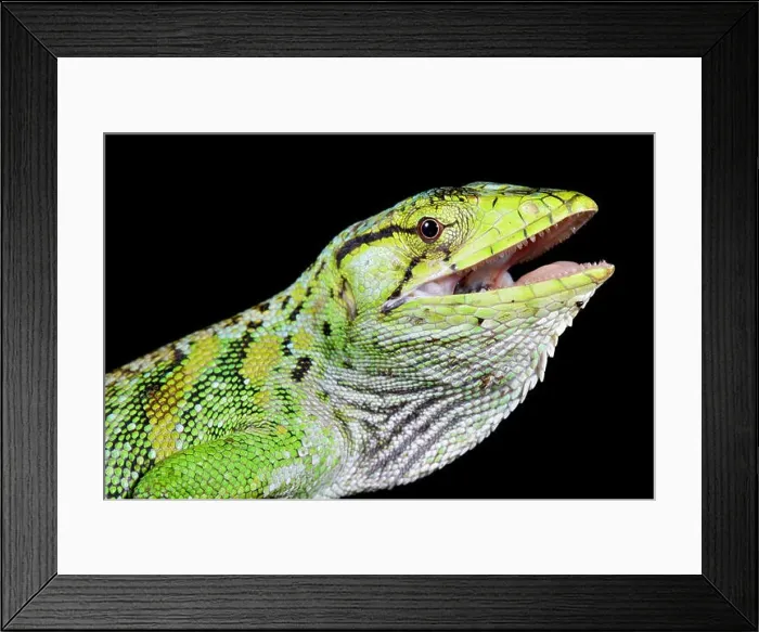 Framed Print : Monkey lizard, polychrus marmoratus Framed Print : Monkey lizard, polychrus marmoratus