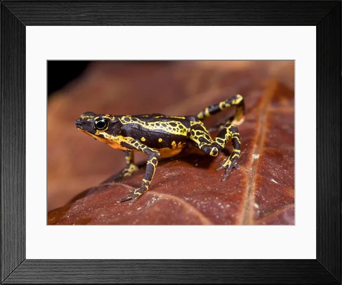 Framed Print : Stubfoot toad, Atelopus spumarius Framed Print : Stubfoot toad, Atelopus spumarius