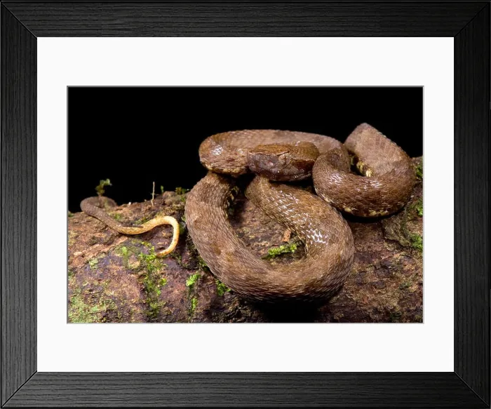 Framed Print : Lancehead, Bothrops atrox Framed Print : Lancehead, Bothrops atrox