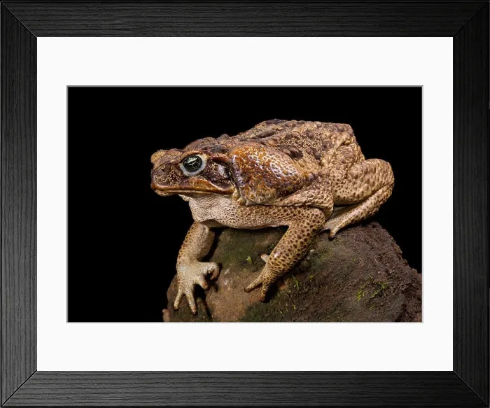 Framed Print : Giant toad, Rhinella marina Framed Print : Giant toad, Rhinella marina