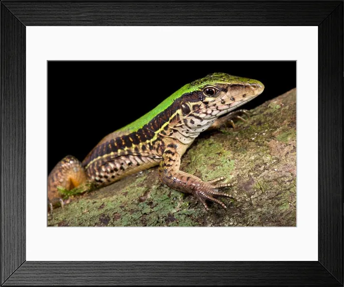 Framed Print : Giant ameiva, Ameiva ameiva Framed Print : Giant ameiva, Ameiva ameiva