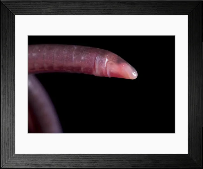 Framed Print : Cayenne caecilian, Typhlonectes compressicauda Framed Print : Cayenne caecilian, Typhlonectes compressicauda