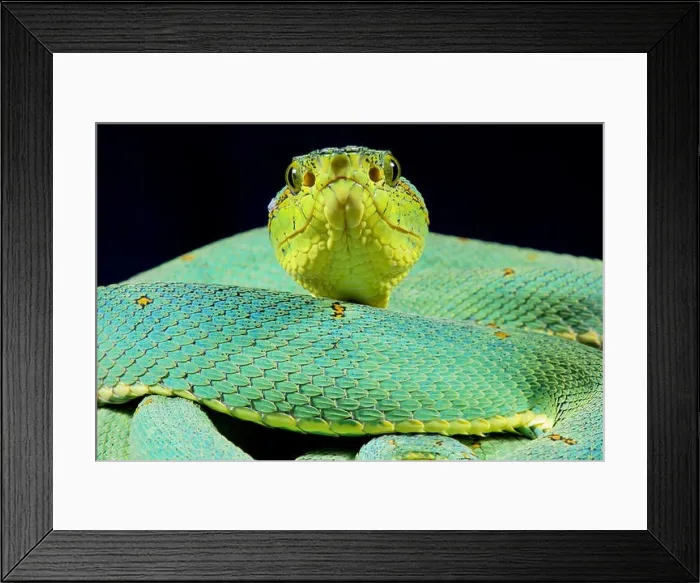 Framed Print : Amazonian palmviper, Bothrops bilineatus bilineatus Framed Print : Amazonian palmviper, Bothrops bilineatus bilineatus