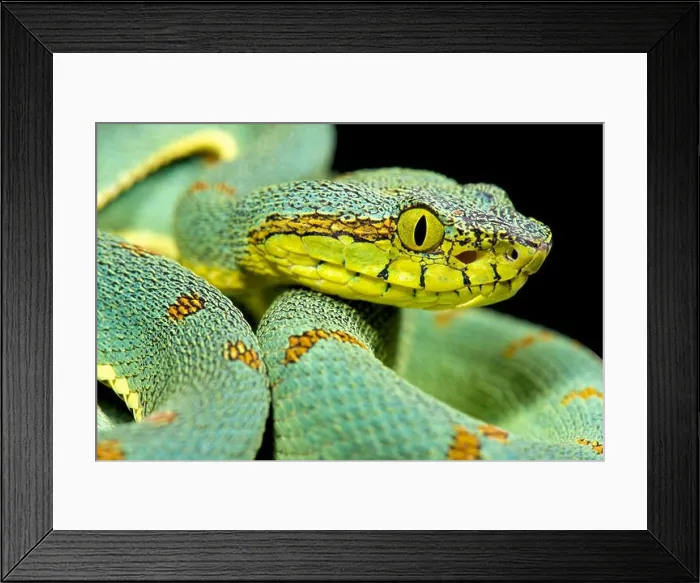Framed Print : Amazonian palmviper, Bothrops bilineatus bilineatus Framed Print : Amazonian palmviper, Bothrops bilineatus bilineatus