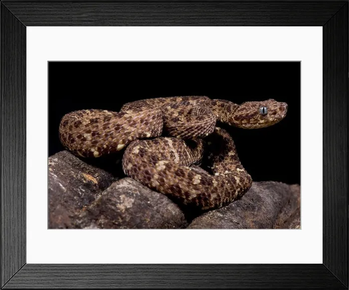 Framed Print : Speckled forest-pitviper, Bothriopsis taeniata taeniata Framed Print : Speckled forest-pitviper, Bothriopsis taeniata taeniata