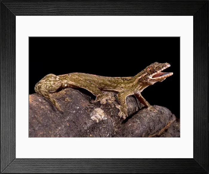 Framed Print : Giant turnip-tailed gecko, Thecadactylus rapicauda Framed Print : Giant turnip-tailed gecko, Thecadactylus rapicauda