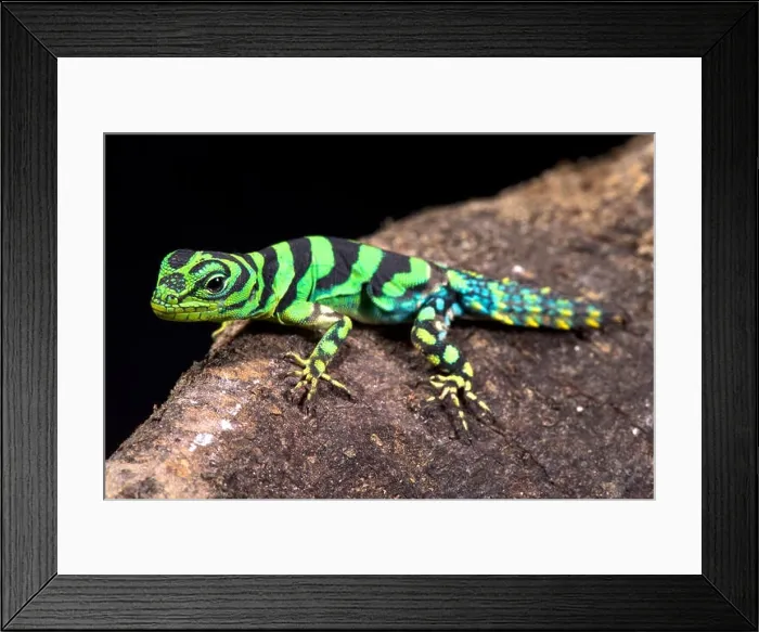 Framed Print : Emerald thornytail iguana, Uracentron azureum werneri Framed Print : Emerald thornytail iguana, Uracentron azureum werneri