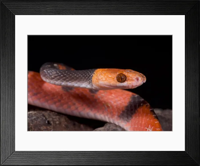 Framed Print : Red vine snake, Siphlophis compressus Framed Print : Red vine snake, Siphlophis compressus