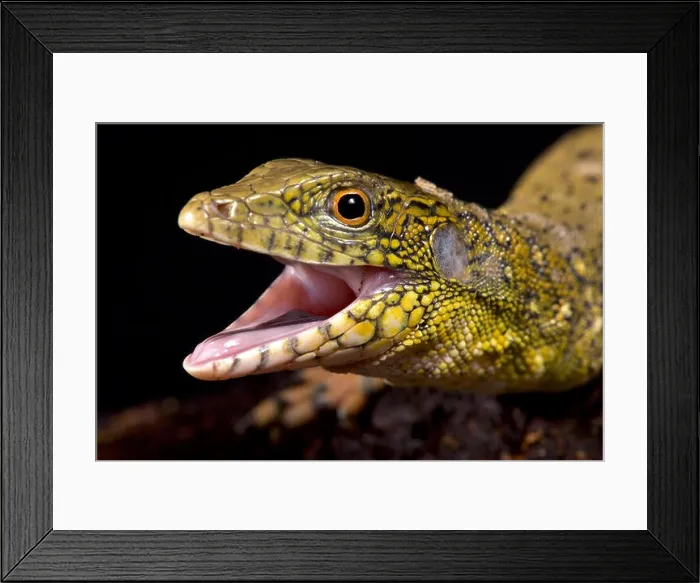 Framed Print : Crocodile tegu, Crocodilurus amazonicus Framed Print : Crocodile tegu, Crocodilurus amazonicus