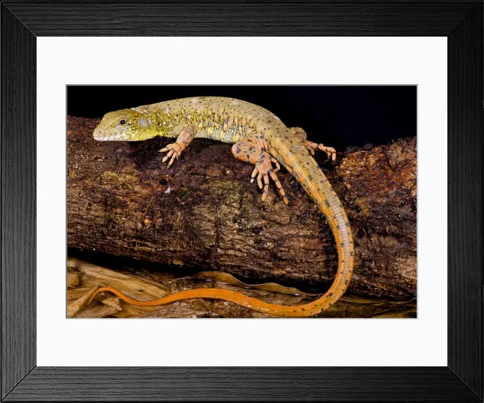 Framed Print : Crocodile tegu, Crocodilurus amazonicus Framed Print : Crocodile tegu, Crocodilurus amazonicus