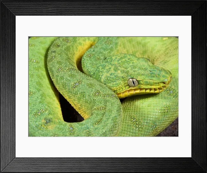 Framed Print : Green tree boa, Corallus caninus Framed Print : Green tree boa, Corallus caninus