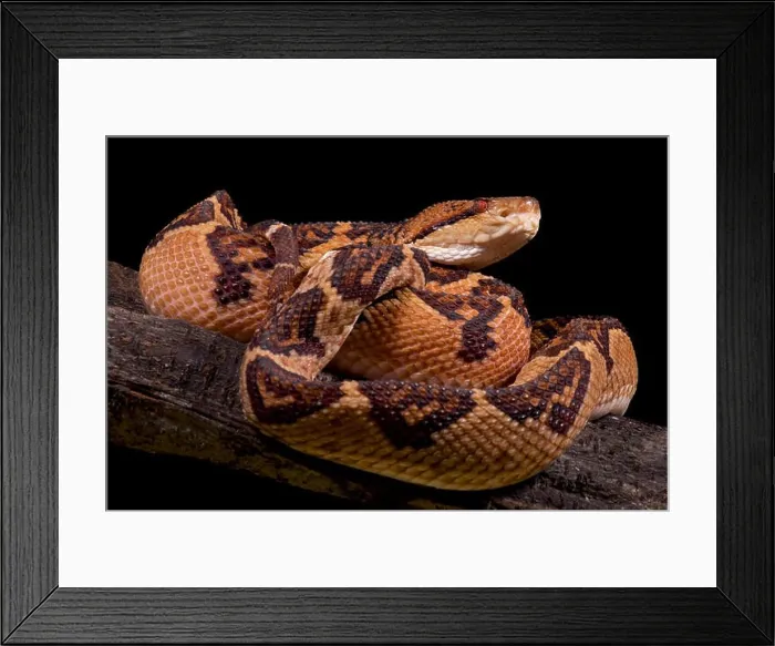 Framed Print : Bushmaster, Lachesis muta muta Framed Print : Bushmaster, Lachesis muta muta