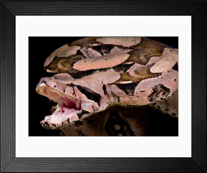 Framed Print : Red-tailed boa, Boa constrictor imperator, attack Framed Print : Red-tailed boa, Boa constrictor imperator, attack