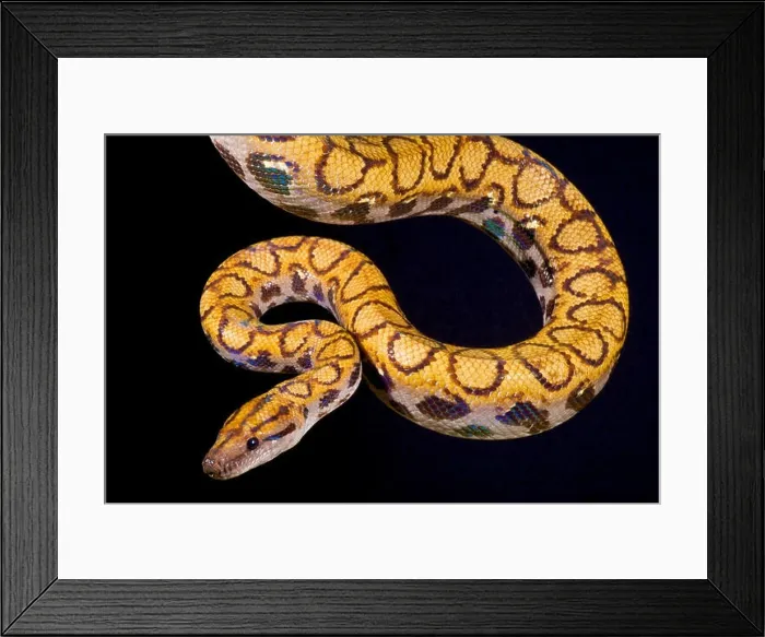 Framed Print : Rainbow boa, Epicrates cenchria cenchria Framed Print : Rainbow boa, Epicrates cenchria cenchria