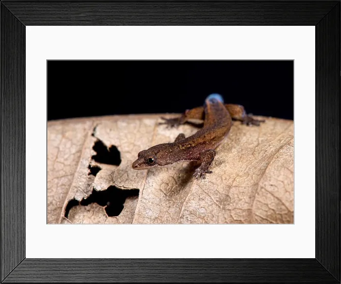 Framed Print : Brazilian pygmy gecko, Chatogekko amazonicus Framed Print : Brazilian pygmy gecko, Chatogekko amazonicus