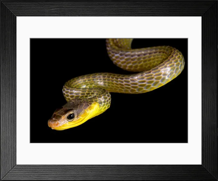 Framed Print : Amazonian whip snake, Chironius exoletus Framed Print : Amazonian whip snake, Chironius exoletus