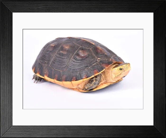 Framed Print : Chinese box turtle, Cuora flavomarginata flavomarginata Framed Print : Chinese box turtle, Cuora flavomarginata flavomarginata