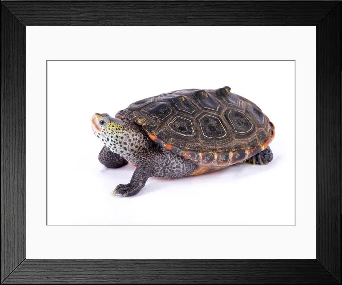 Framed Print : Texas Diamondback terrapin, Malaclemys terrapin littoralis Framed Print : Texas Diamondback terrapin, Malaclemys terrapin littoralis